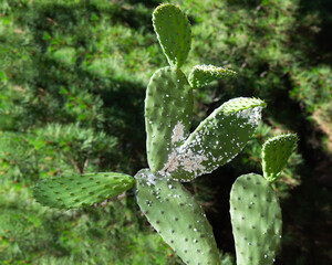 Mealy bugs infestation growth of plant