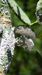 Mealy bugs infestation growth of plant