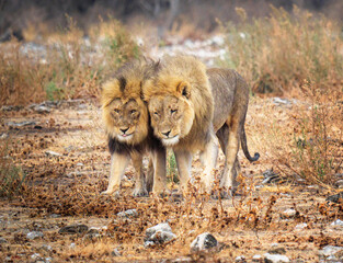 Two adult lions in Namibia. These brothers live in Etosha National Park in northwestern Namibia