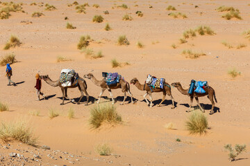 Berber leads a camel caravan through the Sahara Desert in Morocco