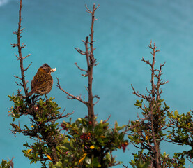 bird on a branch