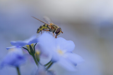 Wildbiene auf Blüte von Vergissmeinnicht