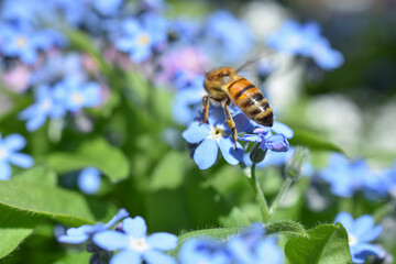 Wildbiene auf Blüte von Vergissmeinnicht
