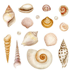 Set of watercolor seashells and pearls.