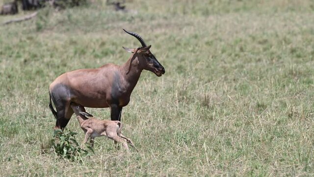 Topi (Damaliscus korrigum) female with her just born calf nursing.