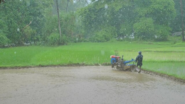 A shot of a man is seen ploughing a rice field with a hand-held tractor/ two wheel tractor or power tiller during heavy rain during monsoon season.