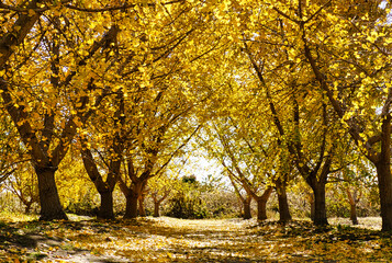 Fototapeta premium 祖父江銀杏