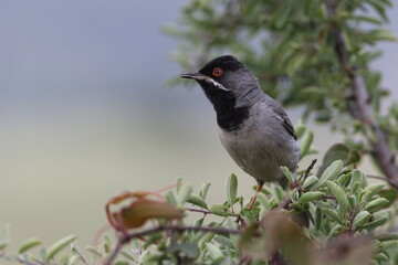  Rüppell`s Warbler (Sylvia ruppeli )	on a branch
