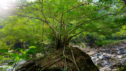 Fototapeta na wymiar Taiwan, Hualien, Taroko, Scenic Area, Shakayu Creek, Big Tree, Boulder
