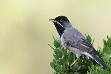 Rüppell`s Warbler (Sylvia ruppeli )	
