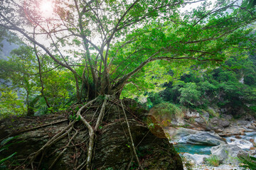 Taiwan, Hualien, Taroko, Scenic Area, Shakayu Creek, Big Tree, Boulder