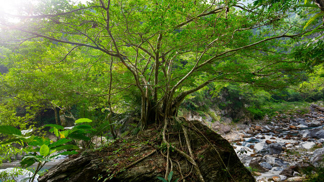 Taiwan, Hualien, Taroko, Scenic Area, Shakayu Creek, Big Tree, Boulder