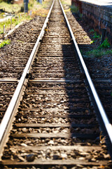 Fototapeta premium 祖父江銀杏