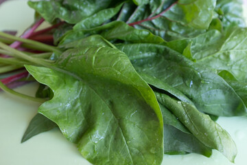 Chard leaves on green background, raw green leaf vegetables. Beet leaves, mangold leafs for poster, calendar, post, screensaver, wallpaper, postcard, card, banner, cover, header for website