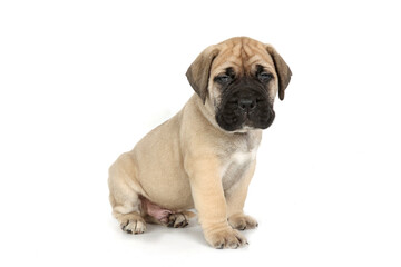 Fototapeta premium bullmastiff puppy isolated on white background 
