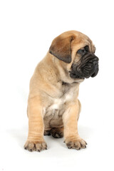 Obraz premium bullmastiff puppy isolated on white background 