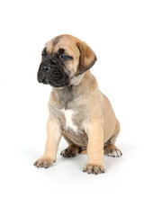 bullmastiff puppy isolated on white background 