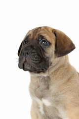Obraz premium bullmastiff puppy isolated on white background 