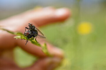 Fliege beim Geschlechtsverkehr