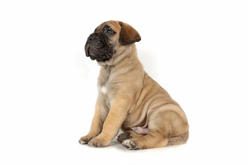 bullmastiff puppy isolated on white background 