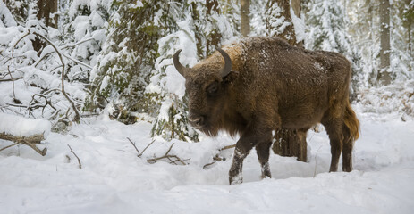 Wild European buffalo walking proudly through a Carpathian forest in winter. Bieszczady National Park.