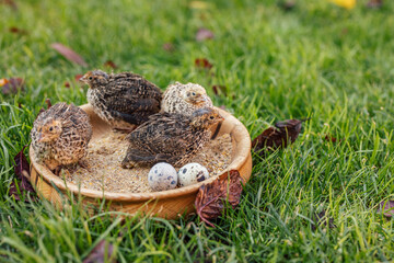 Picture of a flock of birds, next to two eggs, filling up their beaks.
