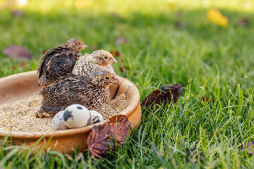 Three little birds, looking outside the grain bowl, with eggs beside them.