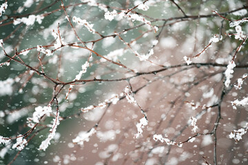 Winter tender photo. Branches in fluffy snow during a snowfall. soft selective focus.