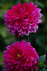 pink dahlia flower