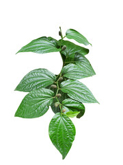 Piper sarmentosum Heart-shaped green leafy herbaceous plant is a herbaceous plant. Has medicinal properties, nourishes the eyes, helps to inhibit and slow down the proliferation of cancer cells.