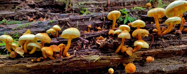 little guys