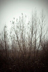 trees in the fog - 472627306