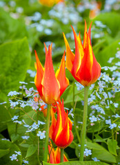 Blooming lily-like tulips on the background of forget-me-nots with green foliage.