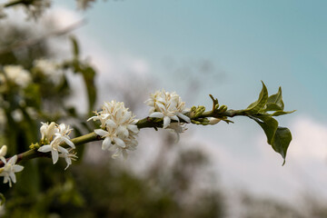 Flowering in the coffee plantation in Varginha, Minas Gerais, Brazil