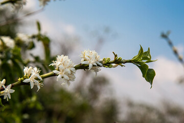 Flowering in the coffee plantation in Varginha, Minas Gerais, Brazil