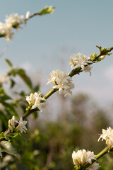 Flowering in the coffee plantation in Varginha, Minas Gerais, Brazil