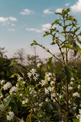 Fototapeta na wymiar Flowering in the coffee plantation in Varginha, Minas Gerais, Brazil