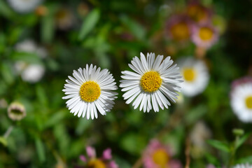 Obraz premium Mexican fleabane