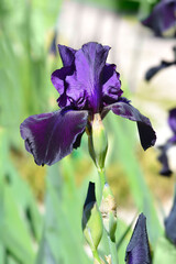 Tall bearded iris Swazi Princess