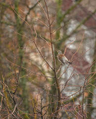 bird on the tree