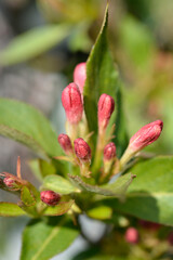 Weigela All Summer Peach