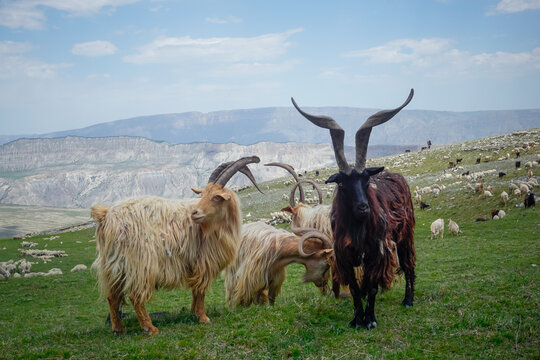 Mountain goats with big horns in the mountains of Dagestan