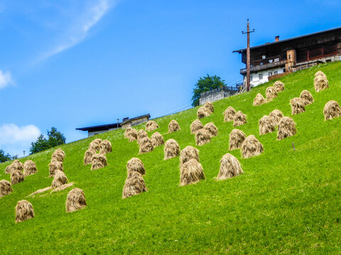 A lot of sheaves of hay drying in the field. The sheaves are located on a steep slope. Stashing crops for winter. The ground is covered with fresh green grass. There is a barn in the back. Clear sky.