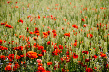 Fototapeta premium coquelicots082