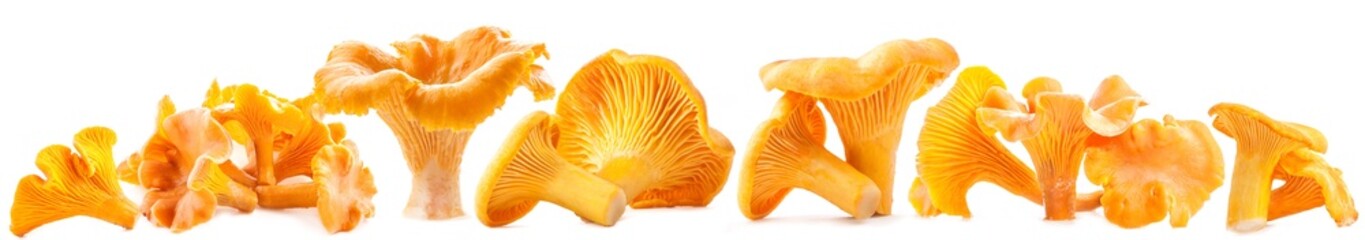 Edible wild mushrooms chanterelle (Cantharellus cibarius)