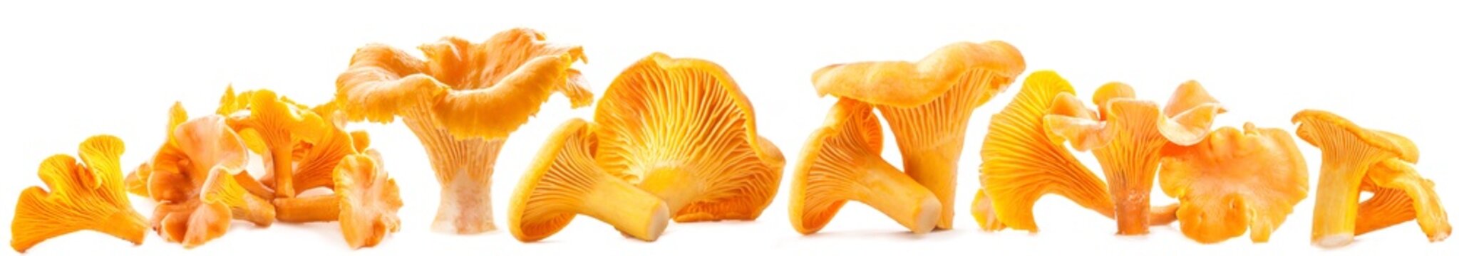 Edible wild mushrooms chanterelle (Cantharellus cibarius)