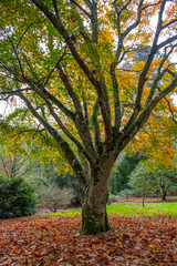 Naklejka premium autumnal yellow fall colours in the wood 