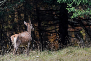 Young deer goes back in the wild forest at sunset (Cervus elaphus)