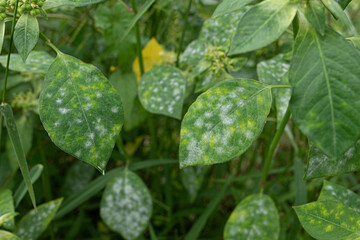 White fungus on leaves,Infected plant displays white powdery spots on the leaf. Close up.