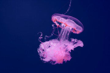 Bright pink jellyfish on a dark blue background.